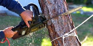 Best Root Management and Removal  in Lake Arrowhead, CA